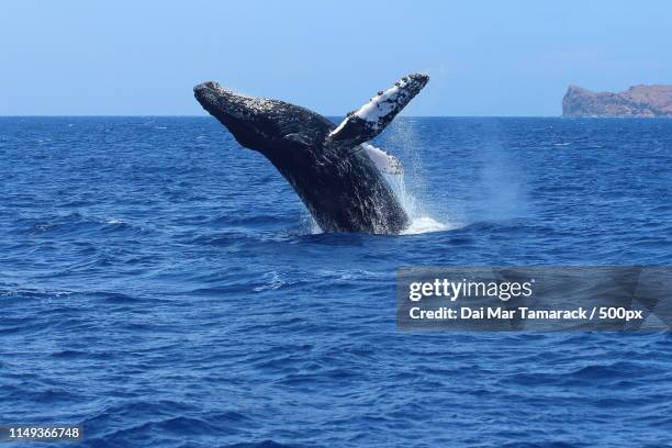 humpback whale breach - molokini whale stock pictures, royalty-free photos & images