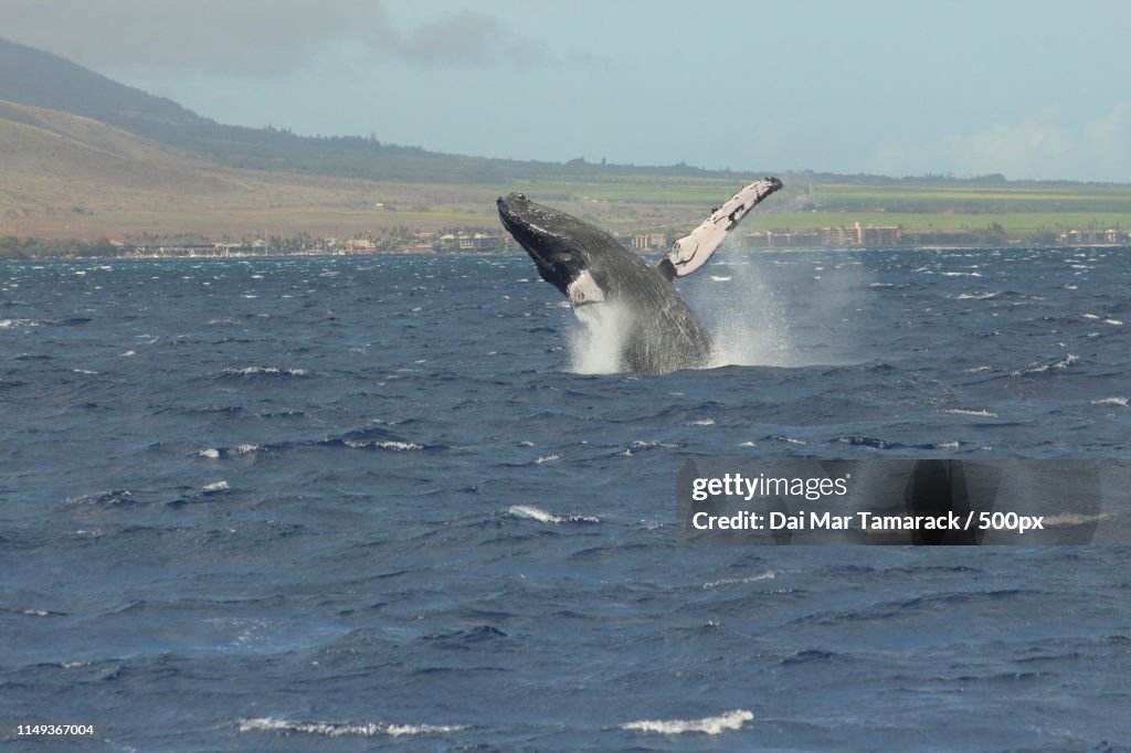 Whale Breaching In Front Of Town