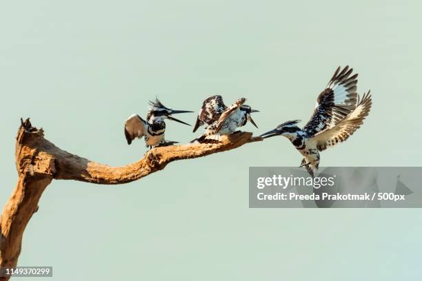 pied kingfisher - pied kingfisher ceryle rudis stock pictures, royalty-free photos & images