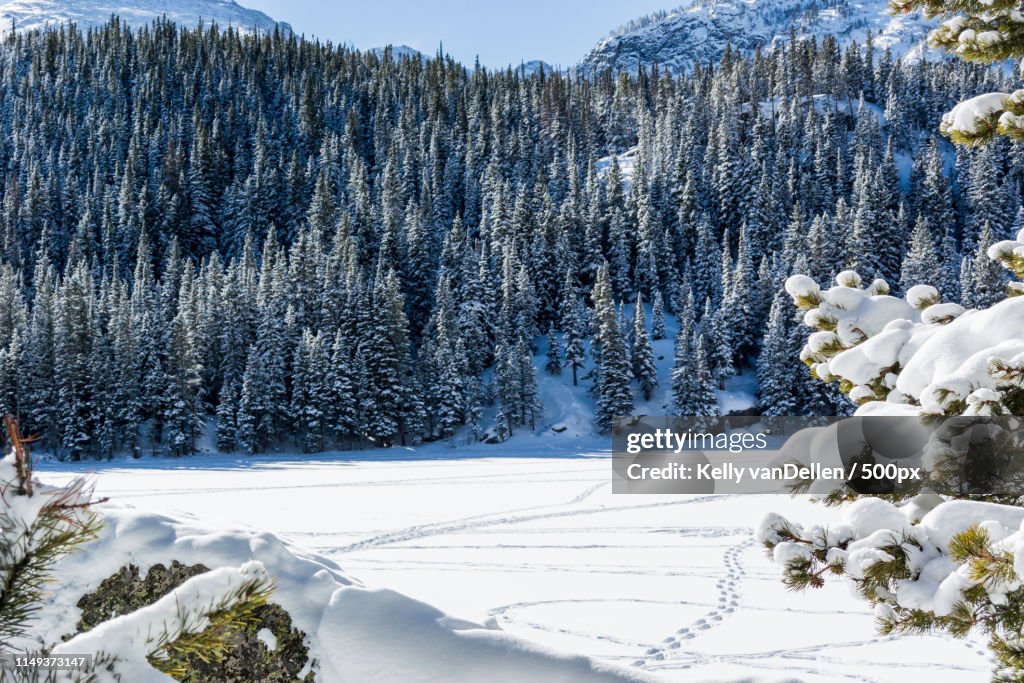 Snowy Pine Trees Border Snow Covered Lake
