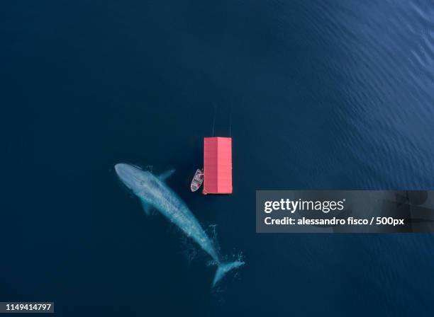 the whale - kailua stockfoto's en -beelden