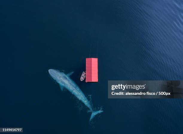 the whale - floating platform stock pictures, royalty-free photos & images