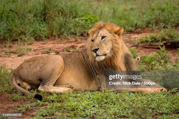 male lion lying in clearing twists head - hartebeest botswana stockfoto's en -beelden