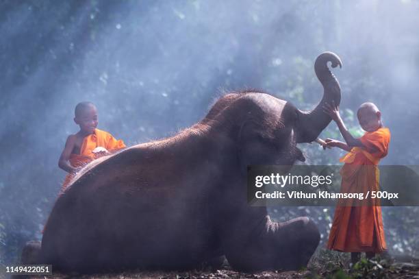 674 How Tall Are Elephants Stock Photos High Res Pictures And Images 674-how-tall-are-elephants-stock-photos-high-res-pictures-and-images