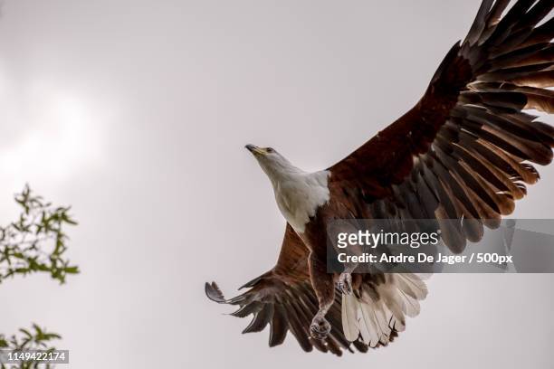 lake konigsee in bavarian alps - african fish eagle fotografías e imágenes de stock