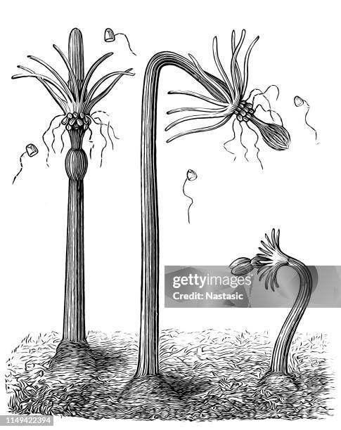 nodding hydroid (corymorpha nutans, steenstrupia nutans) - jellyfish isolated stock illustrations