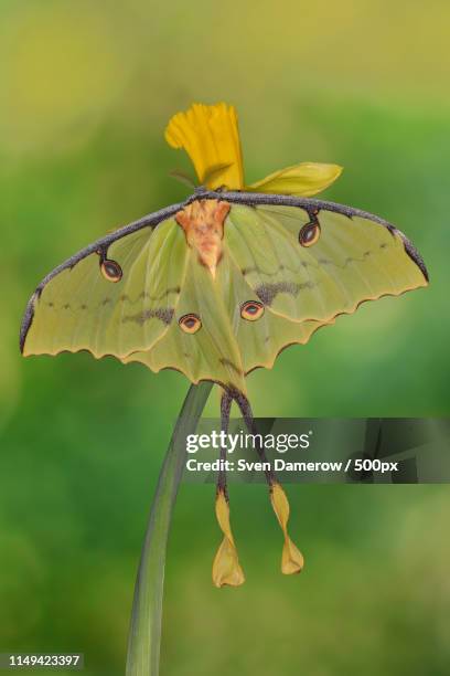 42 African Moon Moth Stock Photos, High-Res Pictures, and Images ...
