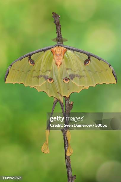 Scrypte Moth 26 African Moon Moth Stock Photos, High-Res Pictures, and Images ...