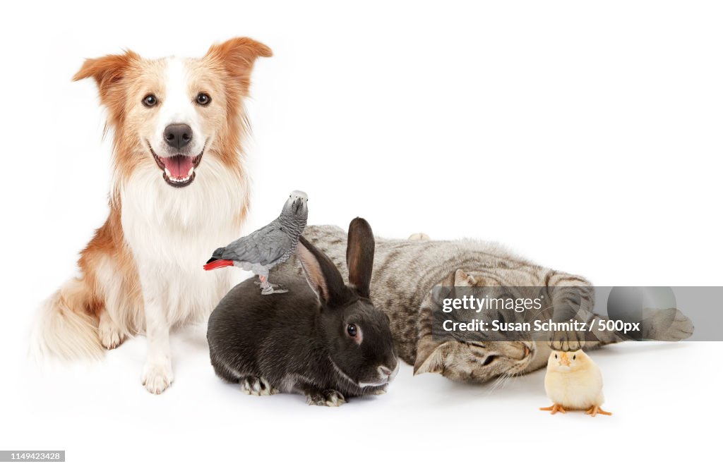 Group Of Domestic Household Pets