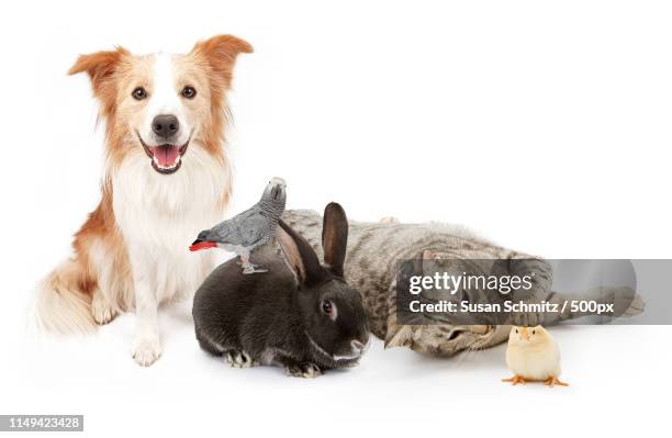 group of domestic household pets - cat dog rabbit stock pictures, royalty-free photos & images