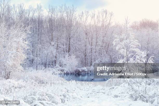 a celebration of snow - buried in snow stock pictures, royalty-free photos & images