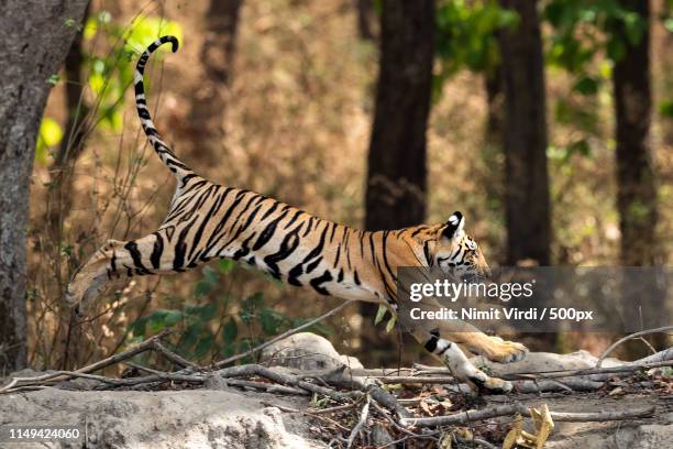 cats can fly - tiger cub - tiger running imagens e fotografias de stock