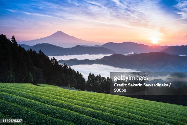 mount fuji and tea fram - prefeitura de shizuoka imagens e fotografias de stock
