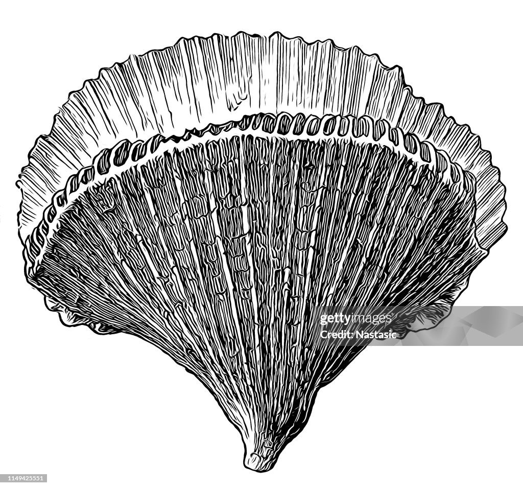 Flabellum ainbastrum (mos)