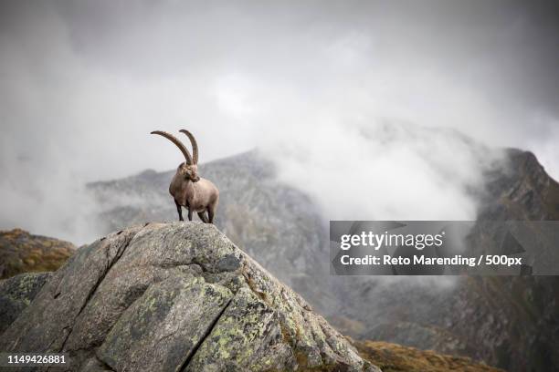 capricorn, swiss alps - alpine ibex stock-fotos und bilder