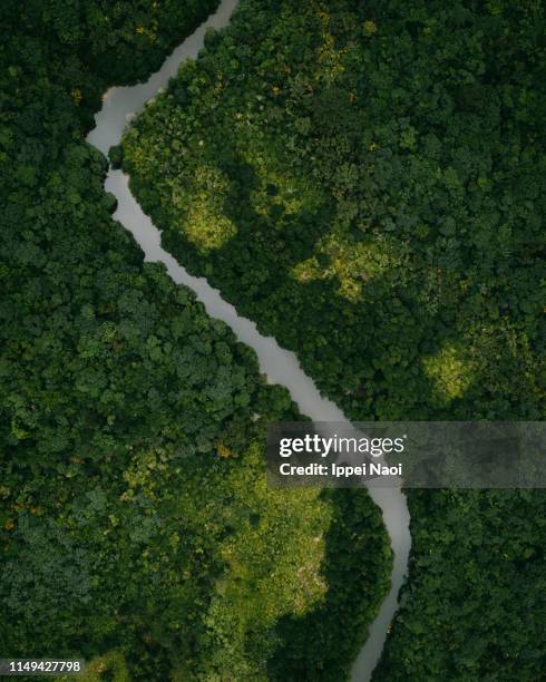 aerial view of winding river in mangrove forest, iriomote island, okinawa, japan - fluss stock-fotos und bilder