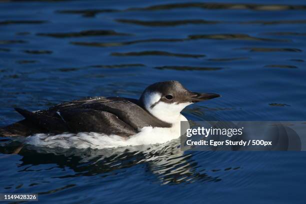 Common Mer 24 Alaska Mer Stock Photos, High-Res Pictures, and Images - Getty Images