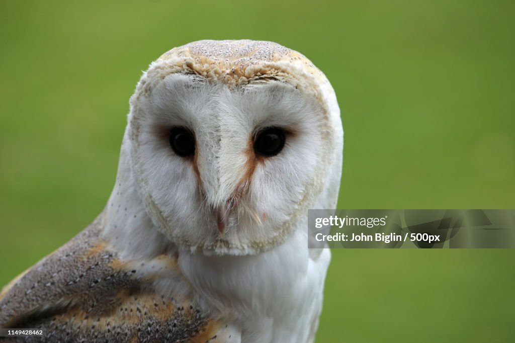 Head And Shoulders Of A Barn Owl