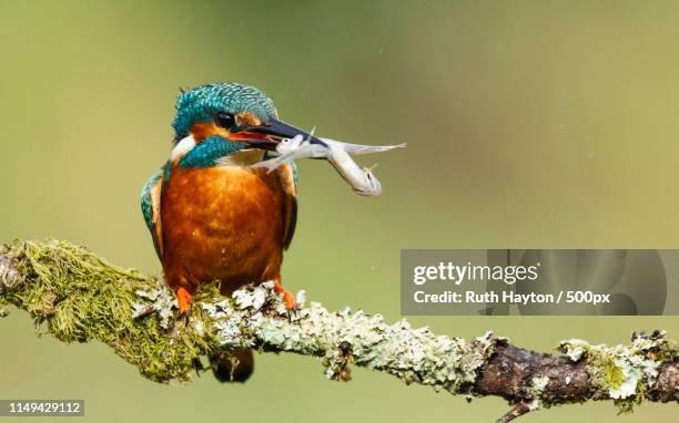 fish for tea - common kingfisher stock pictures, royalty-free photos & images