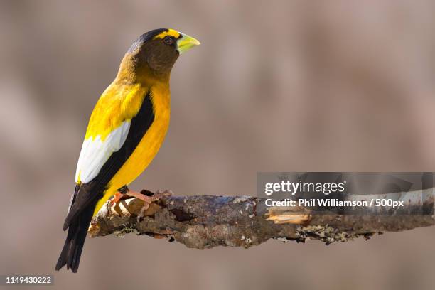 Williamson Provincial Park Photos and Premium High Res Pictures Getty