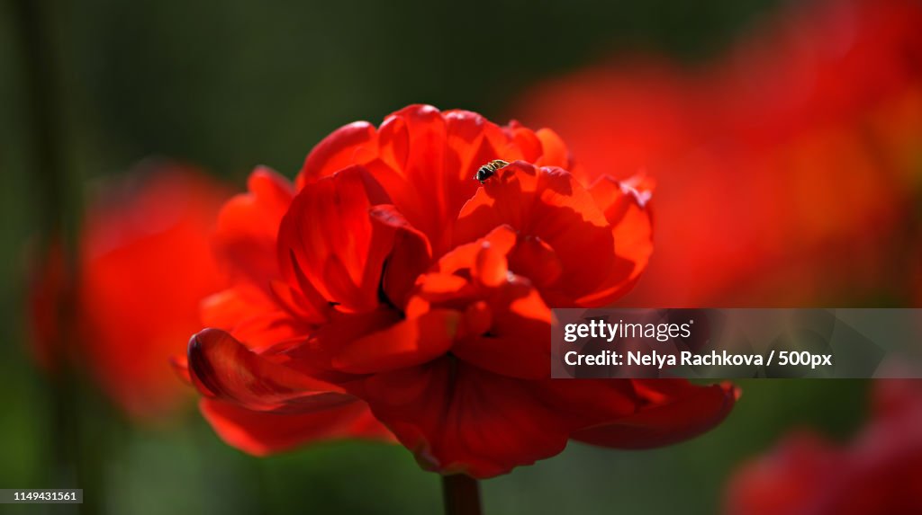 Flamenco