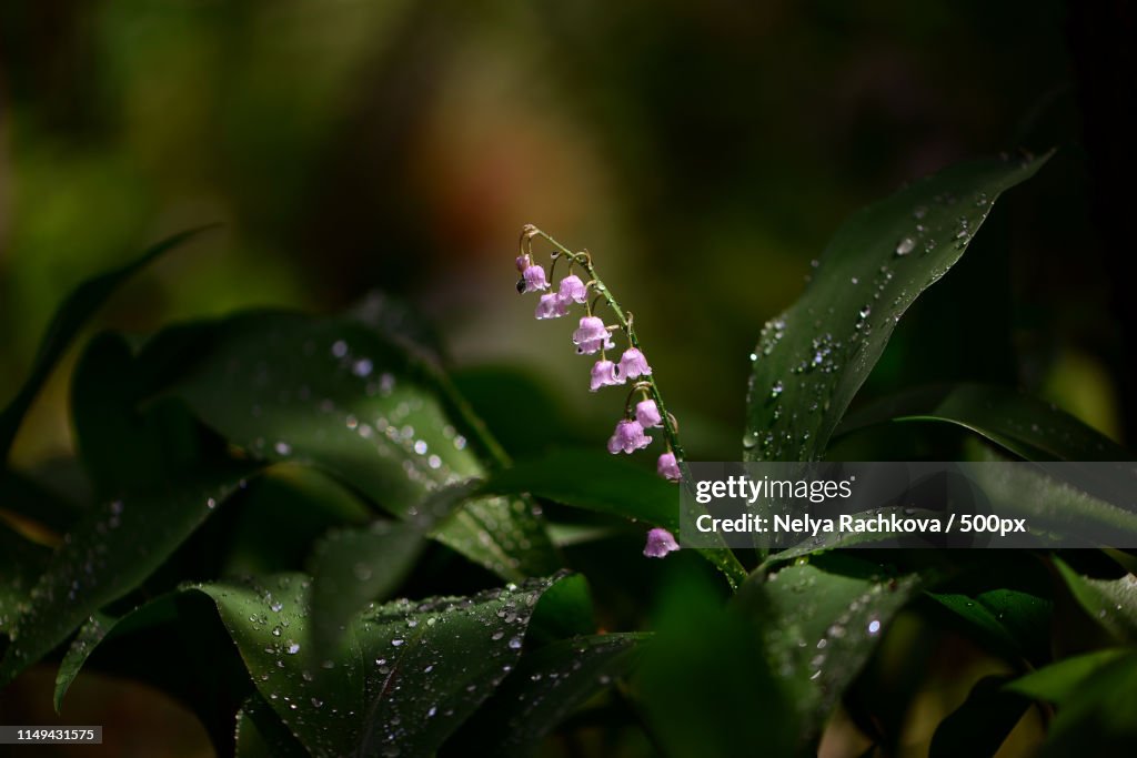 The Legend Of The Lily Of The