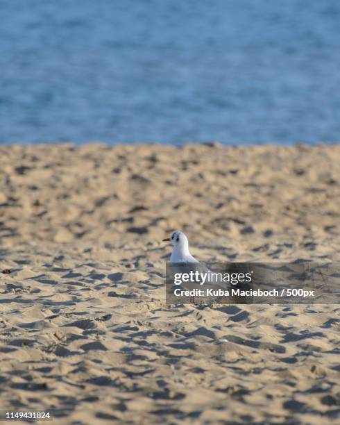 alone - kuba strand stockfoto's en -beelden