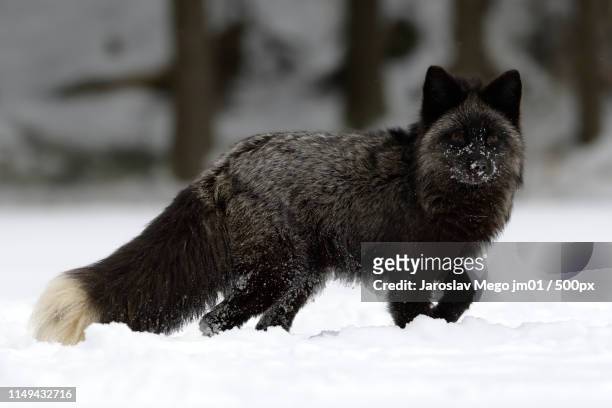 vulpes lagopus - arctic fox stock pictures, royalty-free photos & images