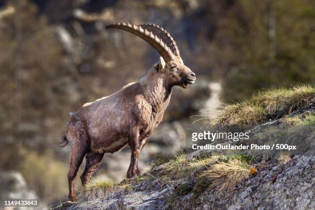 nature image - alpine ibex stock-fotos und bilder