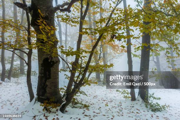 charming autumn - azerbaijan winter stock pictures, royalty-free photos & images