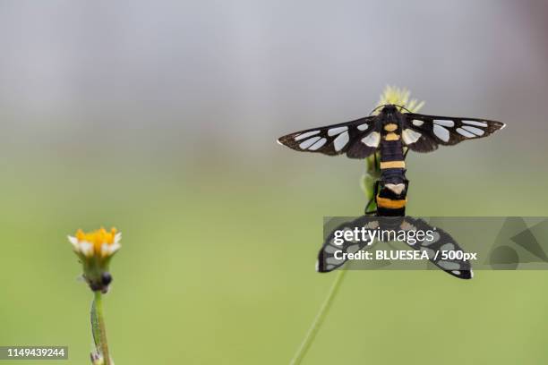 nine spotted moths mating yellow belted burnet - nine spotted moth stock pictures, royalty-free photos & images