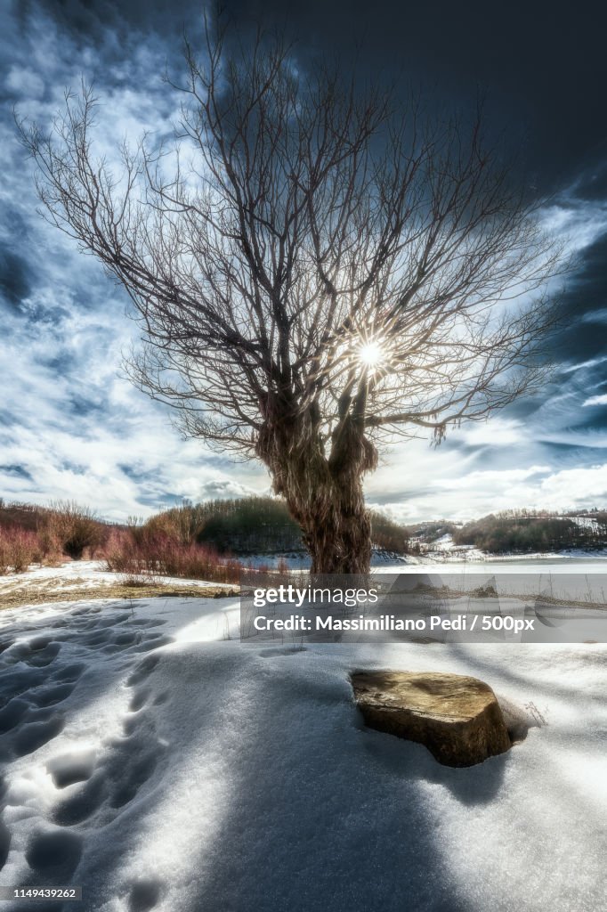 Tree In Cross Flare