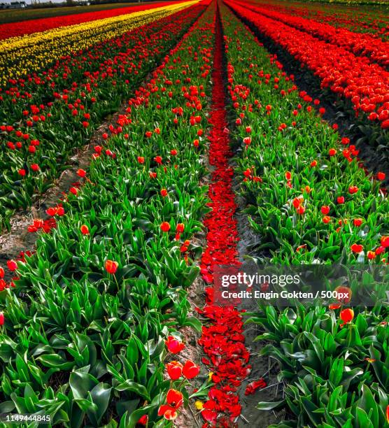 color play - lisse stock pictures, royalty-free photos & images