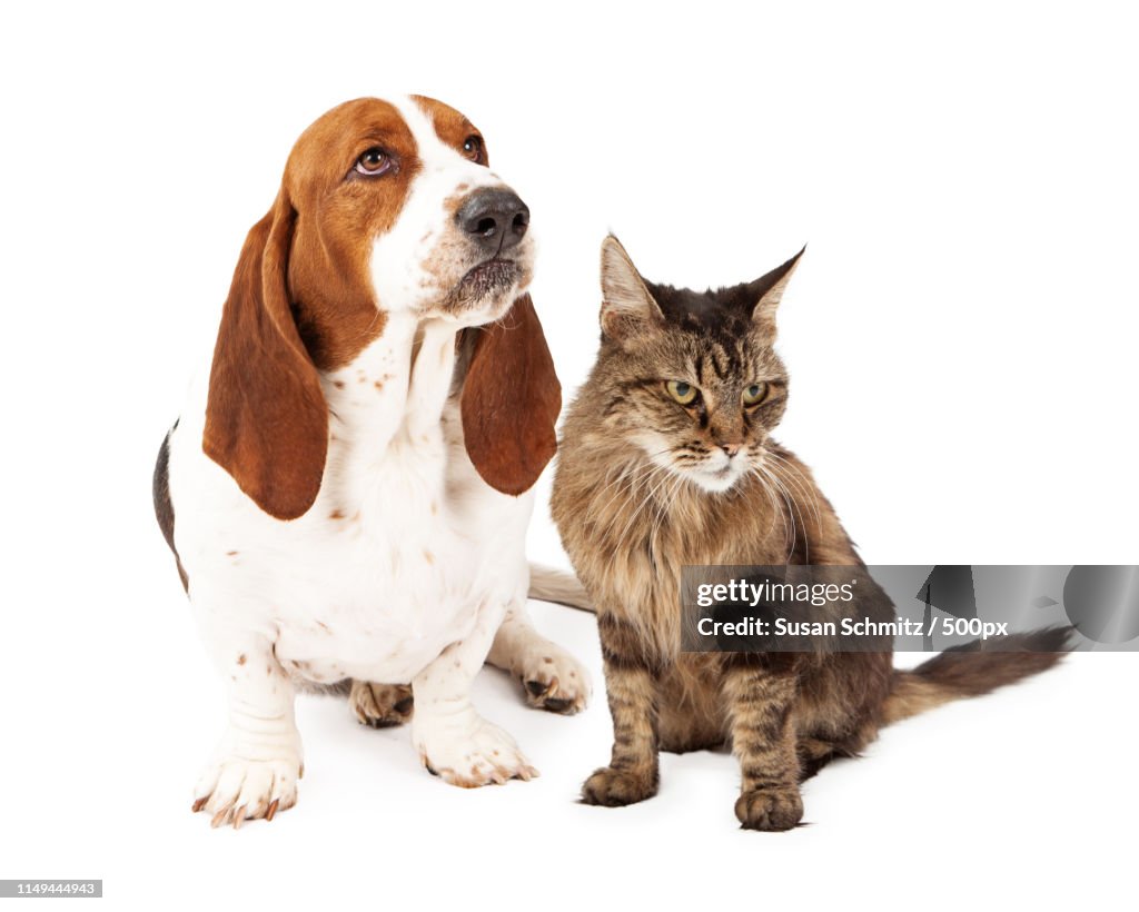 Angry Dog And Cat Scowling