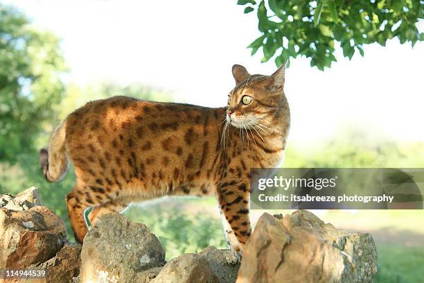 bengal cat - bengal cat stock pictures, royalty-free photos & images