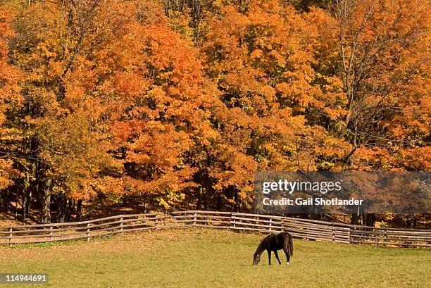 horse enjoys grasss in pasture - maple tree canada stock pictures, royalty-free photos & images