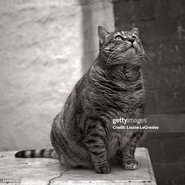 fat cat - black and white cat stock pictures, royalty-free photos & images