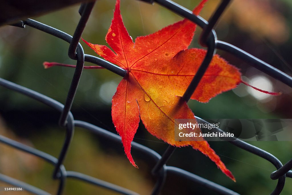 Red autumn leaf