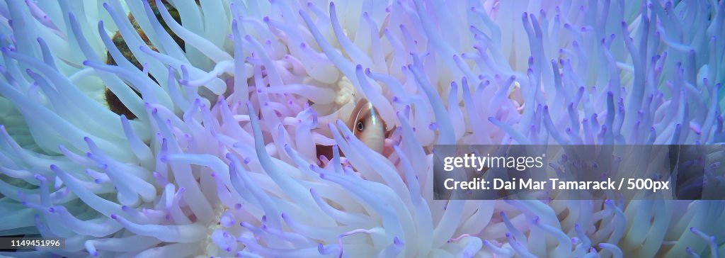 Pink Fish In Anemone