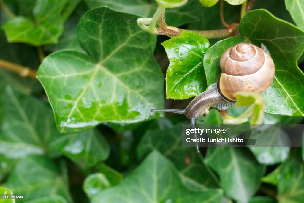 Snail on green leaf