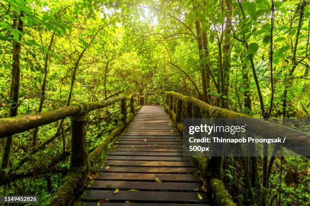 angkha nature trail in doi inthanon national park - u.s. department of the interior stock pictures, royalty-free photos & images