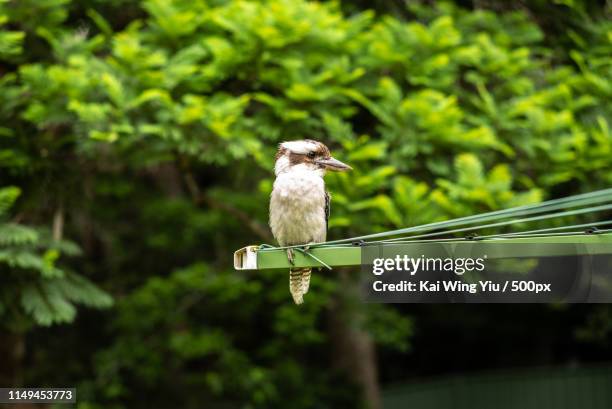 the kookaurra - kingfisher australia stock pictures, royalty-free photos & images