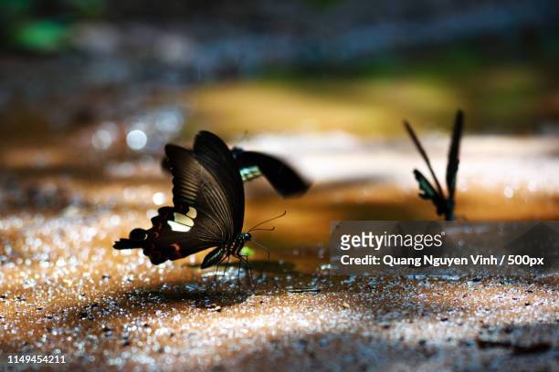 the beautiful butterfly da ma national park - viet - primeiríssimo plano imagens e fotografias de stock