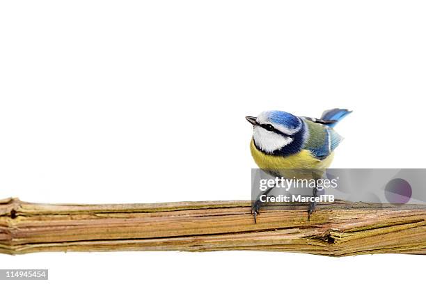 beautiful blue tit - bluetit fotografías e imágenes de stock