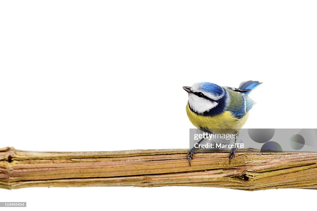 Beautiful blue tit