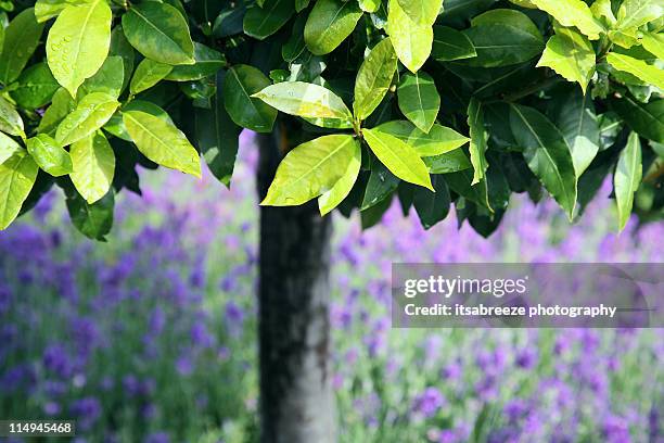 bay leaves - bayleaf stock-fotos und bilder