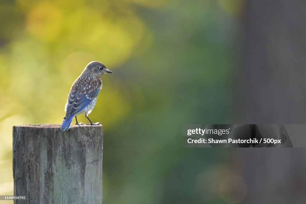 Eastern Bluebird On Post Looking Right