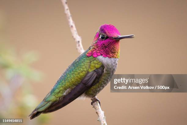 anna's hummingbird - del mar california stock-fotos und bilder