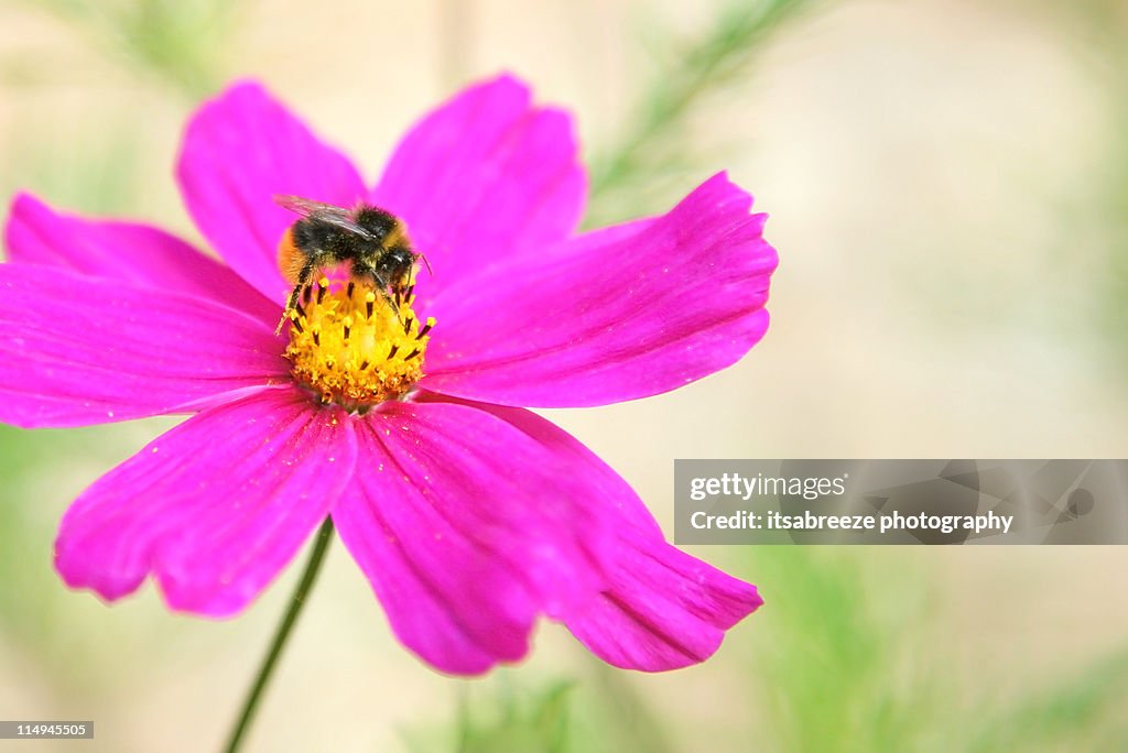 Bee pollinating cosmos flower