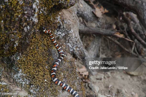 colorful snake climbs on mossy tree - scarlet kingsnake stock pictures, royalty-free photos & images